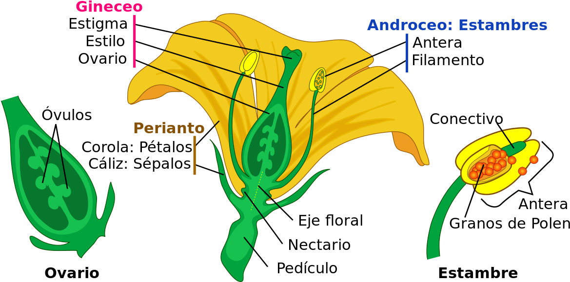 Perianto Da Flor (1200x639), Png Download