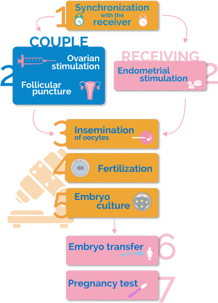Fases Del Método Ropa - Preparacion Endometrial Para Transferencia De Embriones (476x646), Png Download
