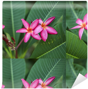 Frangipani (400x400), Png Download