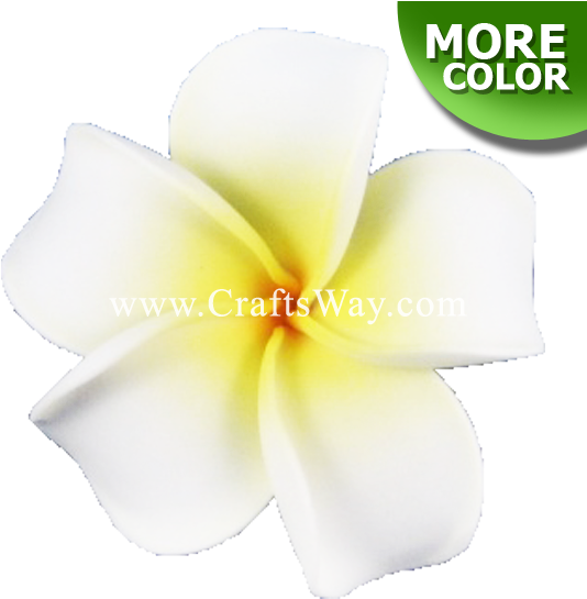 Foam Plumeria Type F - Frangipani (550x550), Png Download