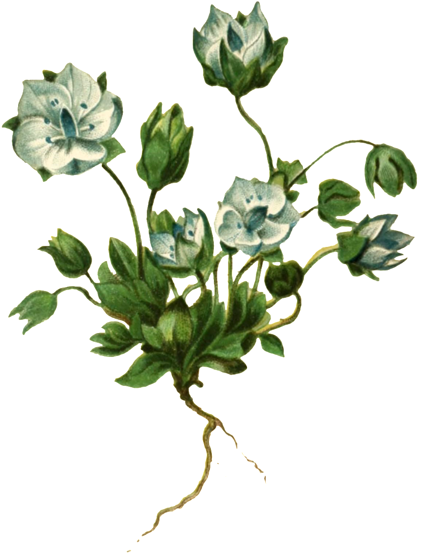 Realistic Hand Painted Plant With Roots And Transparent - Flower (1024x1254), Png Download