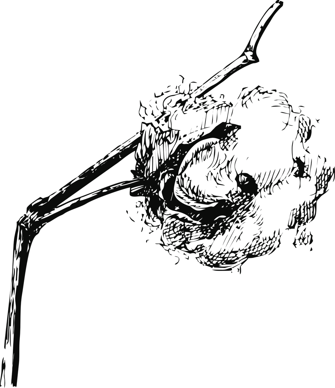 Cotton,cotton Vector Graphics - Cotton Plant Drawing (1107x1280), Png Download