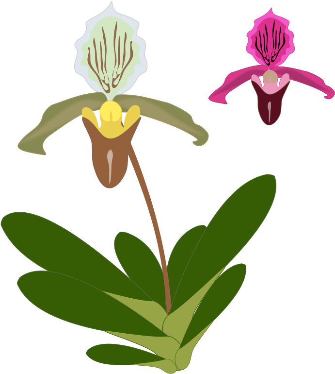 Plant Pink Garden Free Paphiopedilum - Pdf Paphiopedilum (800x800), Png Download