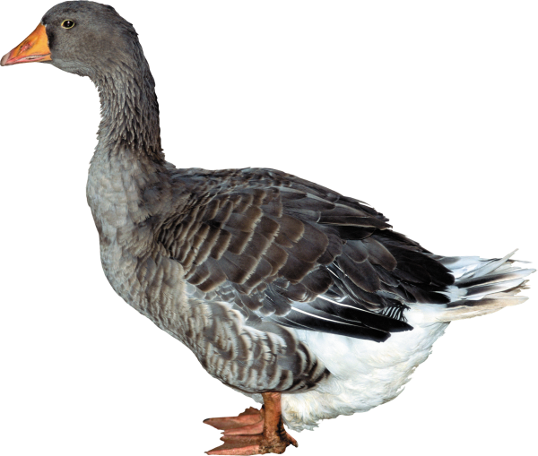 Duck Png Free Download - Утка Png (600x509), Png Download