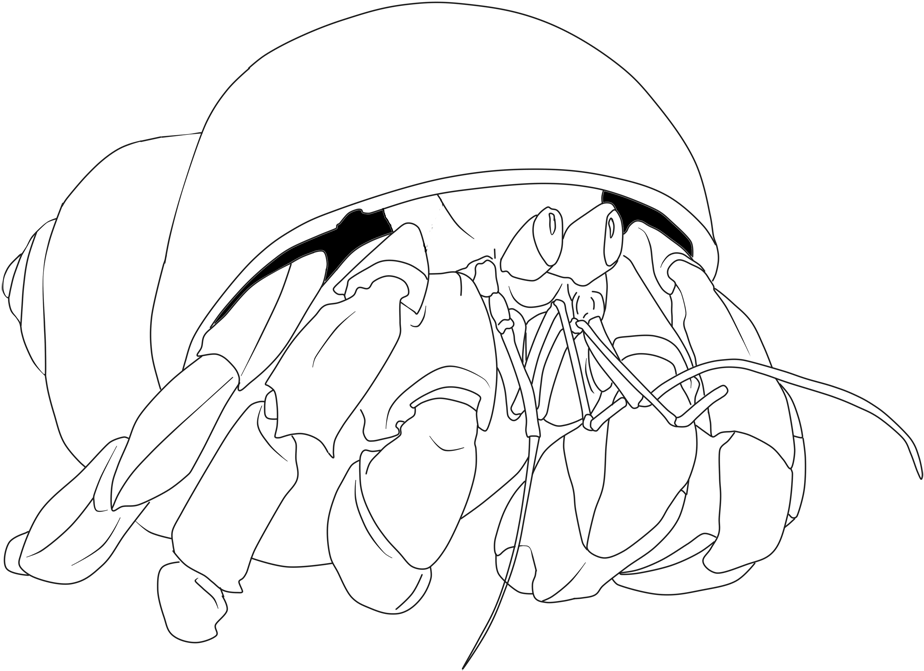 Bring You The Highest Quality A Hermit Crab In Shell - Coloring Book (1200x800), Png Download