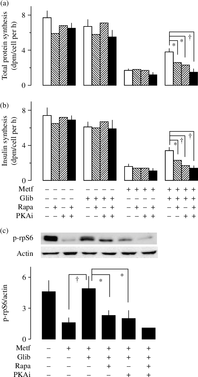 Effects Of Mtor And Pka Inhibitors On Glibenclamide - Glibenclamide (654x1208), Png Download