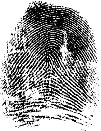 Fingerprints As Detectives - Gif Finger Print (325x420), Png Download