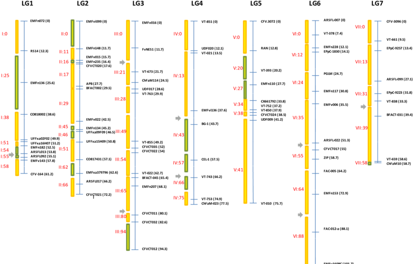 Distribución De Los Bins En Los Grupos De Ligamiento, - Diagram (850x524), Png Download