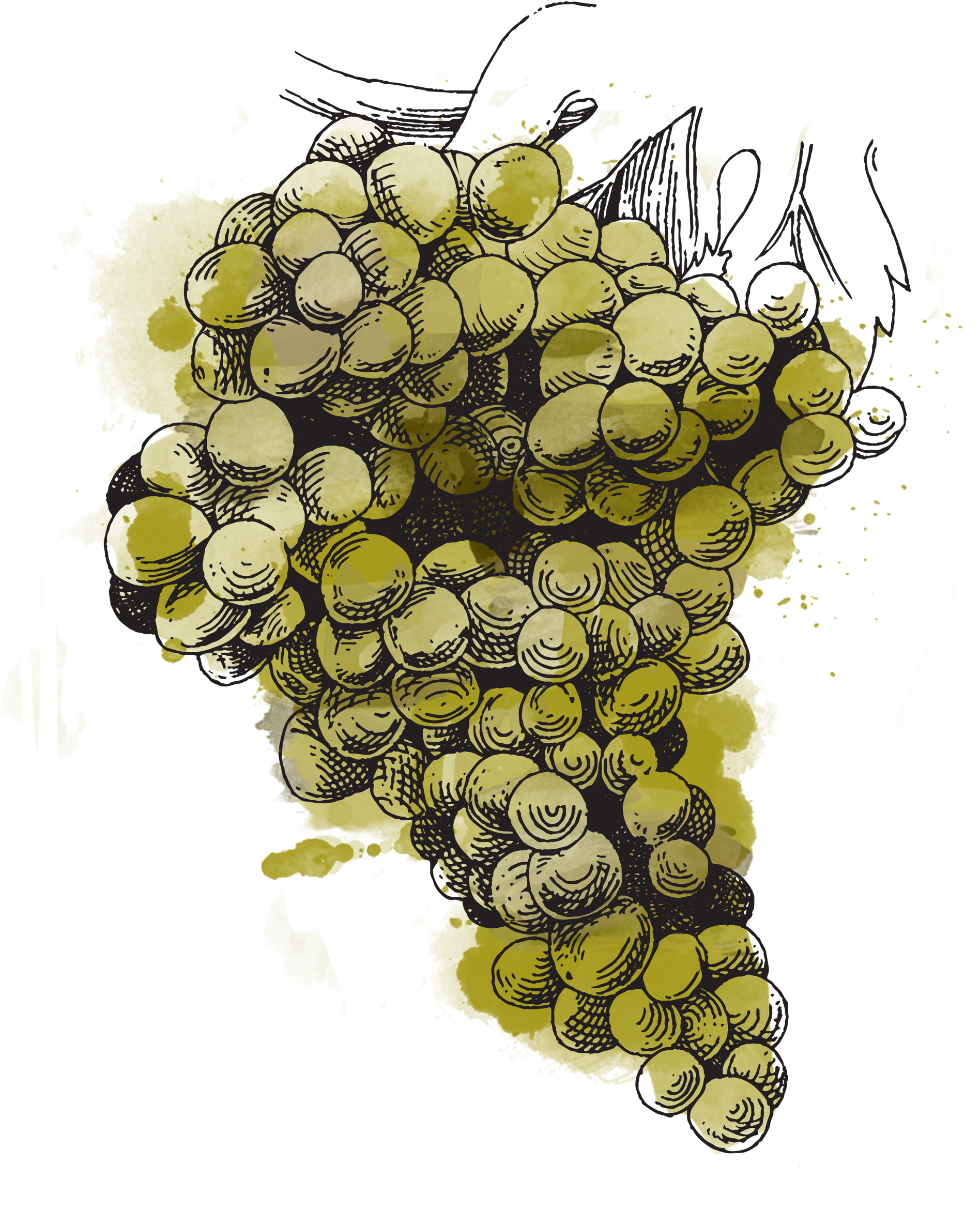 Sémillon Can Be Made Into A Sweet Wine That, If Rated - Illustration (2083x2500), Png Download