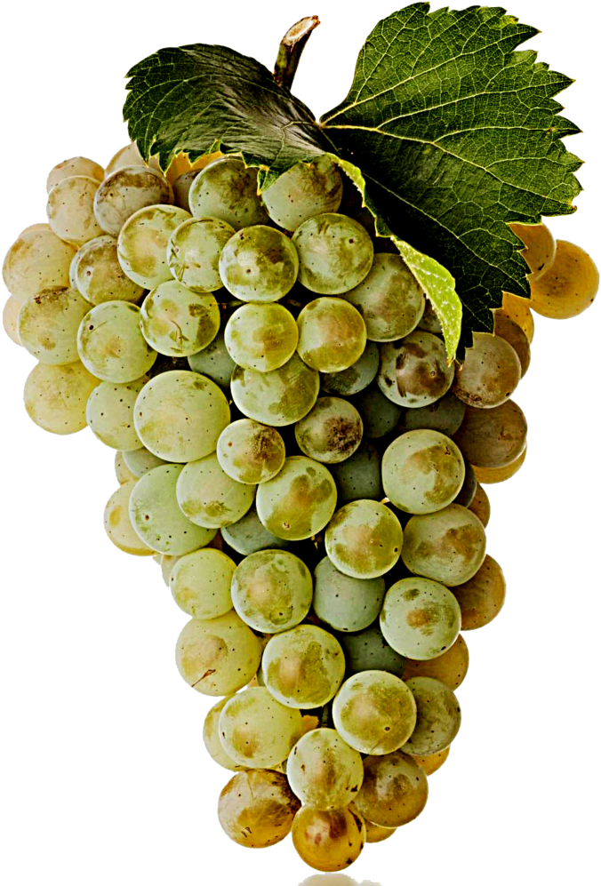 Download White Wine Grape Viognier Grape Full Size PNG Image PNGkit