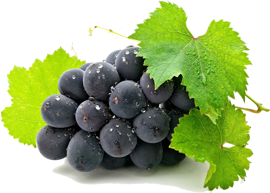 Grape Clipart Art - Aluminum Photo Panel (11"x14") (1000x625), Png Download