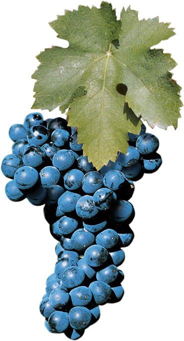 Aglianico - Aglianico Grape (595x709), Png Download