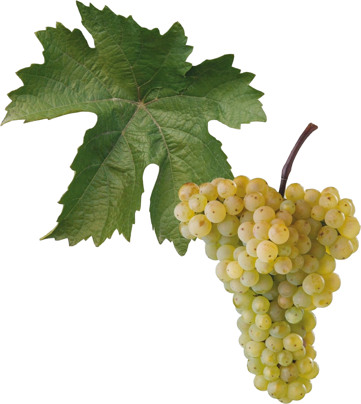 Aurelius - Vinná Réva Aurelius (1500x1480), Png Download