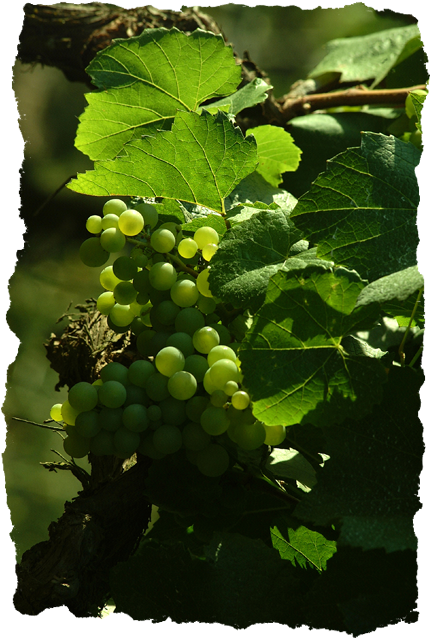 Organic Grapes - Seedless Fruit (437x657), Png Download
