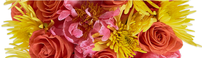 Fruity Pebbles - Common Peony (736x200), Png Download