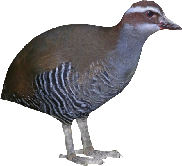 Guam Rail Ii - Rail Bird Png (625x625), Png Download