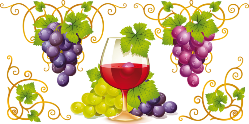 Wine Grapes Drawing (600x298), Png Download