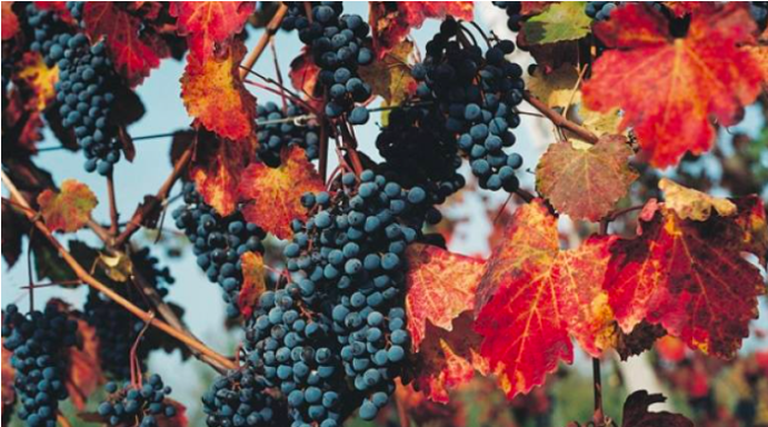 Blackhawk Winery And Vineyard - Blackhawk Winery (690x469), Png Download