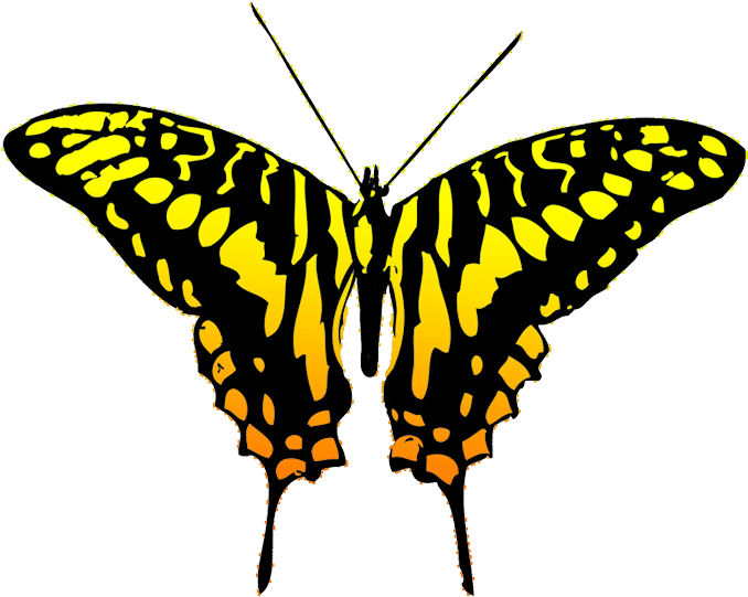 Butterfly Clipart - Black And Yellow Butterfly Clipart (709x566), Png Download