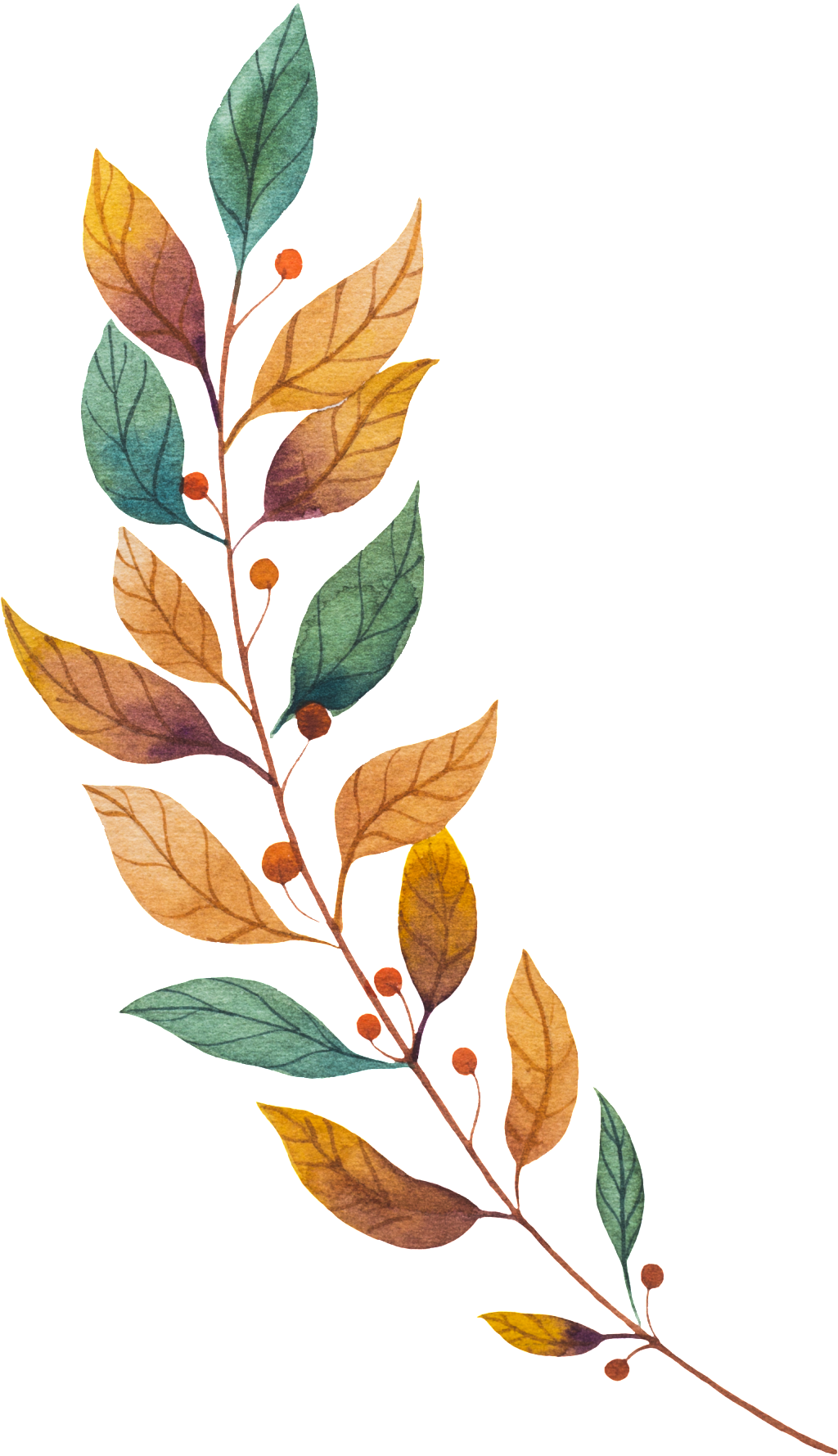 O Vetor Do Vector De Um Ramo De Flores E Ramos - Vector Graphics (1024x1779), Png Download