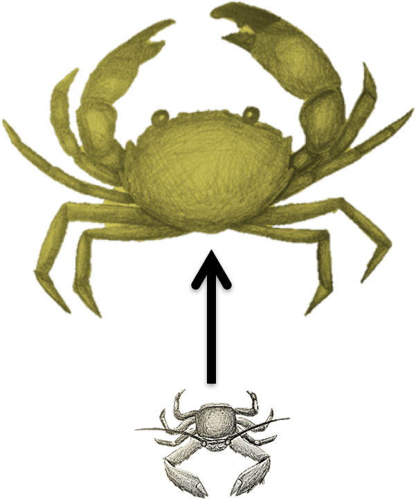 Broadly, My Research Program Aims To Understand How - Freshwater Crab (632x747), Png Download