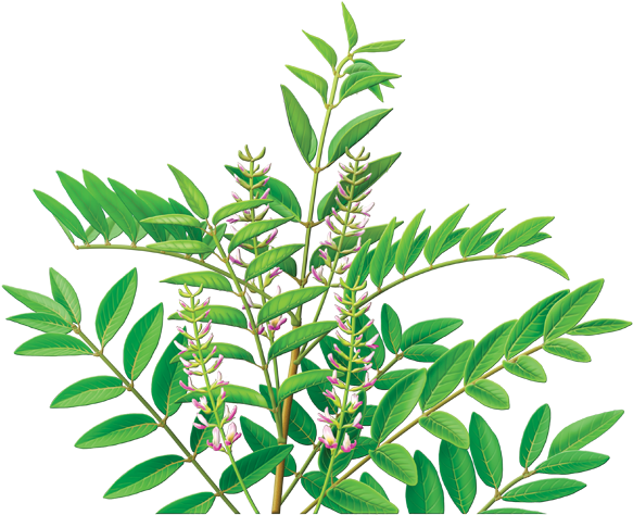 Alvita Licorice Root - Alvita Licorice Root Tea - 24 Bags (600x560), Png Download