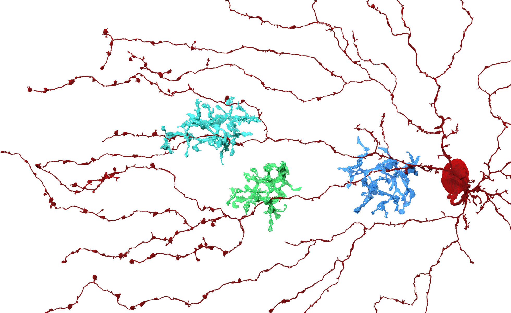 Starburst Neuron Branches And Three Bipolar Cells (blue - Bipolar Science (850x510), Png Download