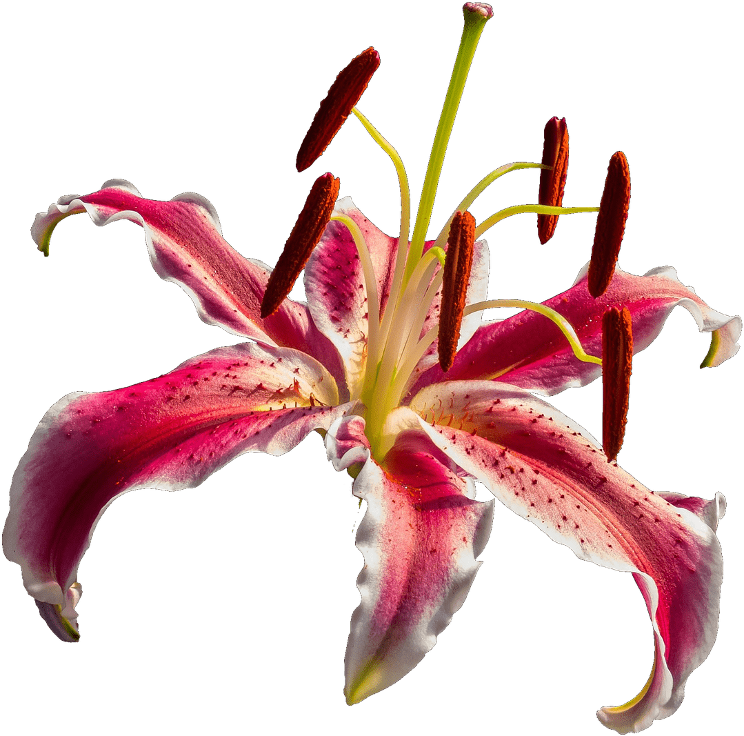 Open Orchid - Lírio Png (1280x1208), Png Download