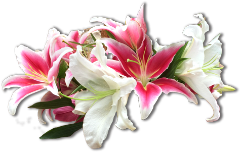 Flowers - Stargazer Lily (500x317), Png Download