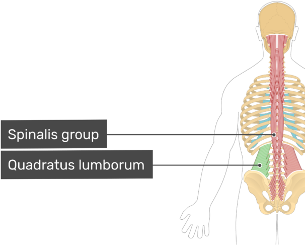 The Primary Muscles Used In A Side Bend Are - Spinalis Quadratus Lumborum (666x550), Png Download