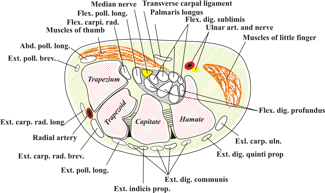Carpal Tunnel (1200x733), Png Download