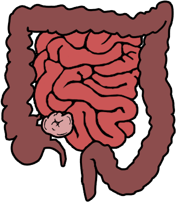 Large Intestine Cliparts - Small And Large Intestine Cartoon (376x418), Png Download