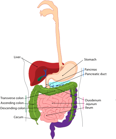 Small - Difference Between Esophagus And Oesophagus (450x592), Png Download