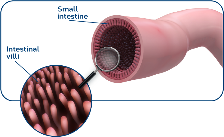 The Small Intestine - Small Intestine Villi Png (750x463), Png Download
