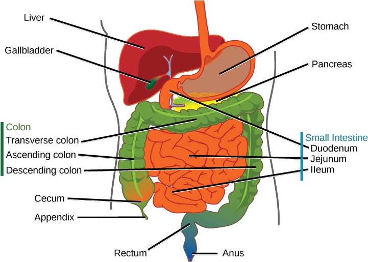 Media/image8 - Difference Between Esophagus And Oesophagus (725x522), Png Download