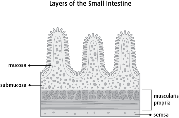 Stage 0 - Structure Of Wall Of Small Intestine (612x403), Png Download