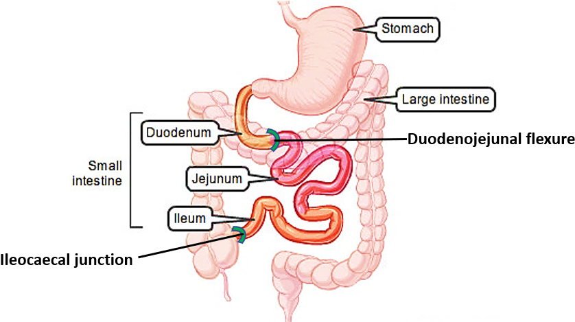 Parts Of Small Intestine - Coils Of Jejunum (944x468), Png Download