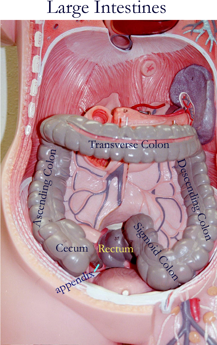 Large Intestine Torso Model (800x1200), Png Download