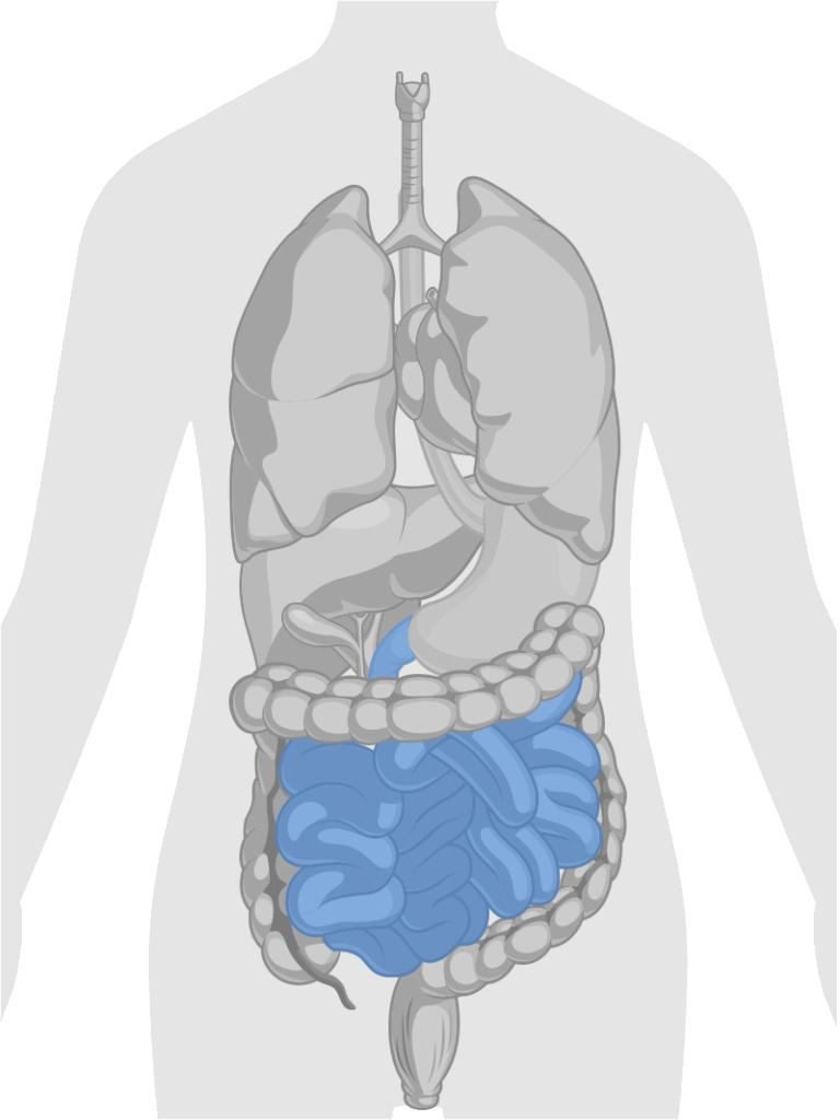 Gi Tract Small Intestine - Cuerpo Humano Corazon (768x1024), Png Download