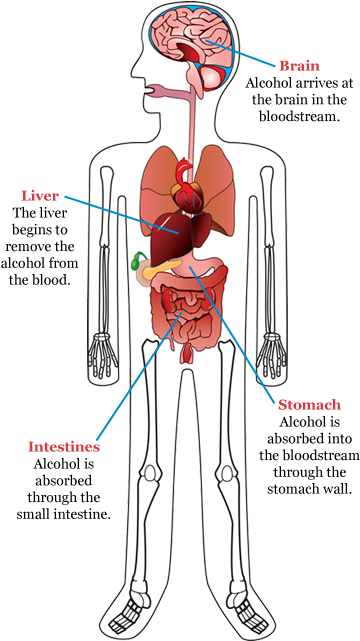 How Alcohol Deals With The Body - Alcohol Enters The Body (384x640), Png Download
