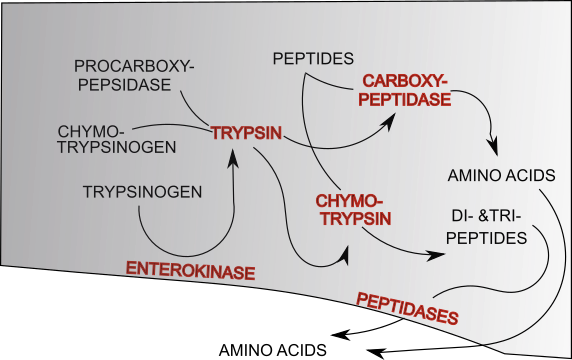 Protein Digestion In The Small Intestine - Protein Digestion In Small Intestine (572x360), Png Download