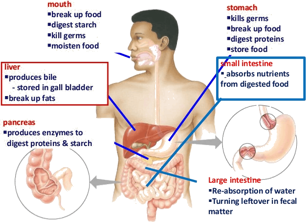 Image Shows Small Intestine Absorbs Digested Food - Digestive System Of Human Body (626x453), Png Download