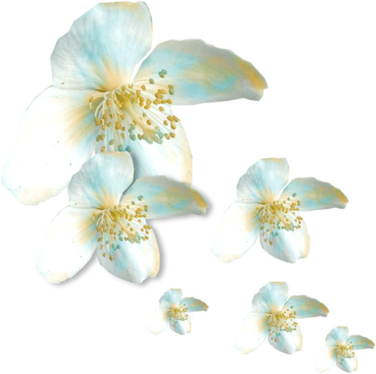 Flower (600x615), Png Download