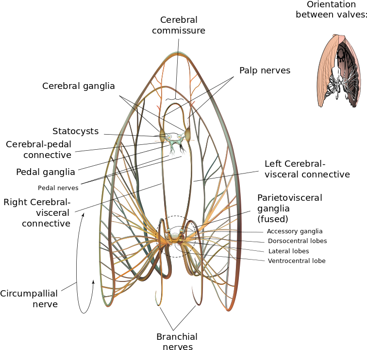 Scallop Neurological Diagram - Nervous System Of Tilapia (896x768), Png Download