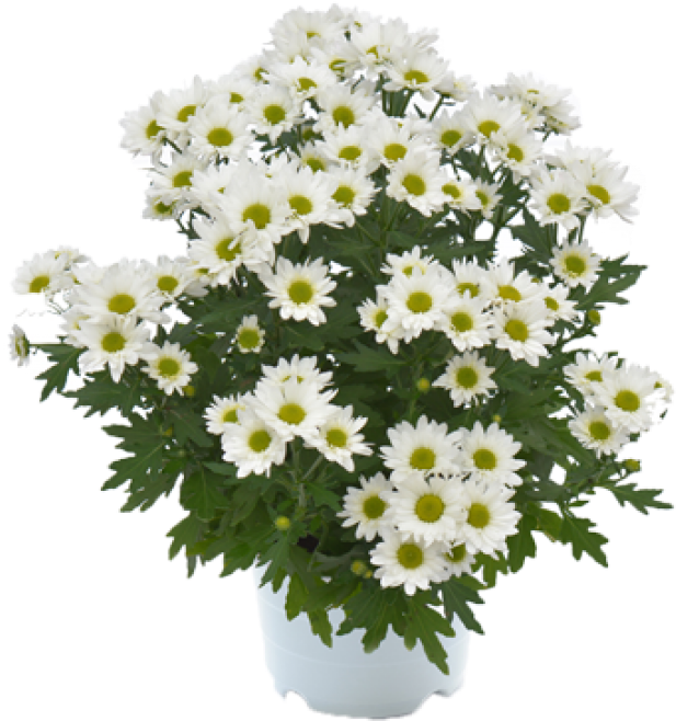 Pico Helado - Flower Bouquet (845x845), Png Download