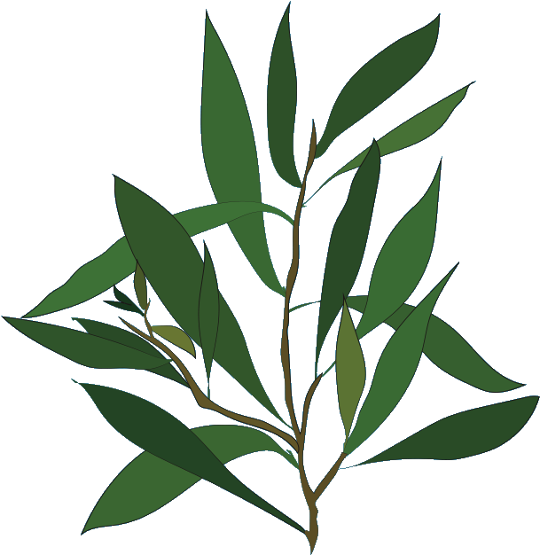 Teatree (846x707), Png Download