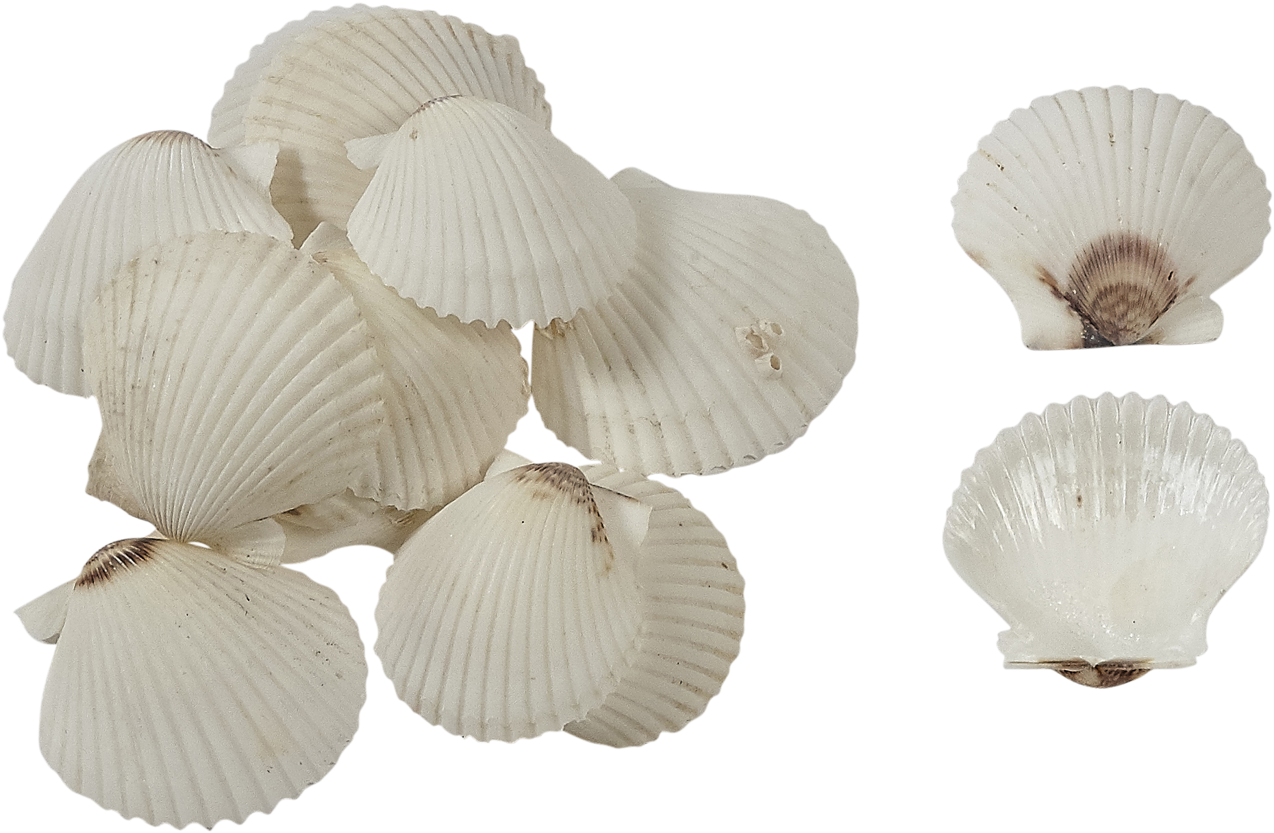 Florida White Scallop Shells Seashells For Crafts 1.75-2.25" (2356x1736), Png Download
