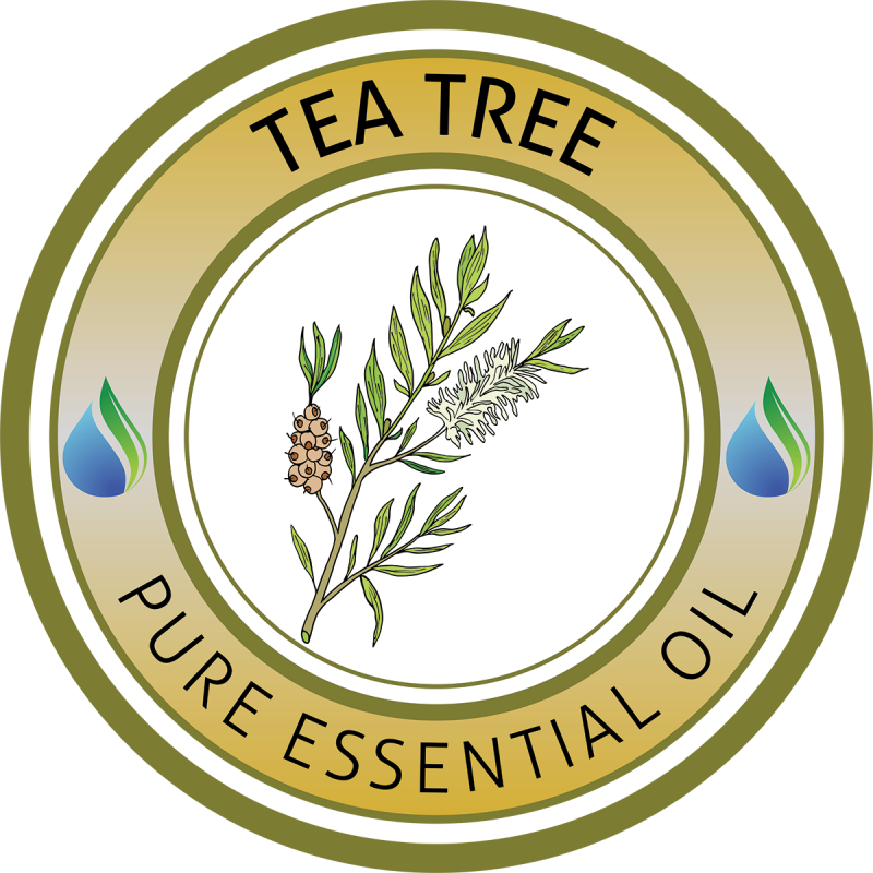 Tea Tree Essential Oil - Assemblée De Dieu Madagascar (800x800), Png Download