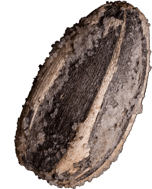 Sunflower Seeds - Pipa De Comer Png (734x692), Png Download