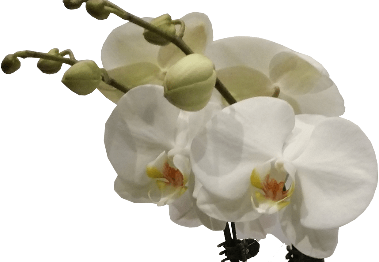 Seasonal Bouquet Flower Delivery Sydney Wedding Bouquet - Flower (1368x855), Png Download